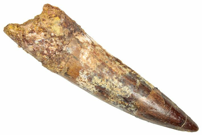 Fossil Spinosaurus Tooth - Real Dinosaur Tooth #357788